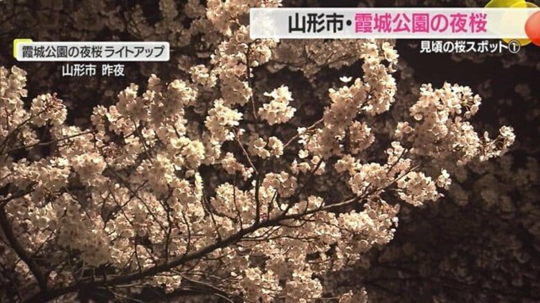 ＜見ごろの桜スポット＞満開を迎えた山形市・霞城公園　お堀沿いの夜桜・ライトアップはサクラが散るころまで【山形発】｜FNNプライムオンライン