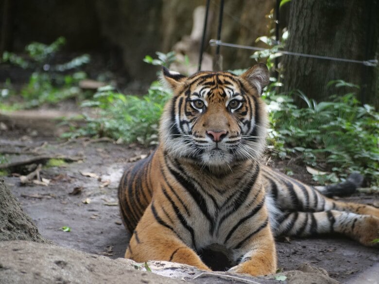 八木山動物公園に１歳のスマトラトラが仲間入りへ　１１月に来園し一般公開は来年以降の予定〈仙台市〉｜FNNプライムオンライン