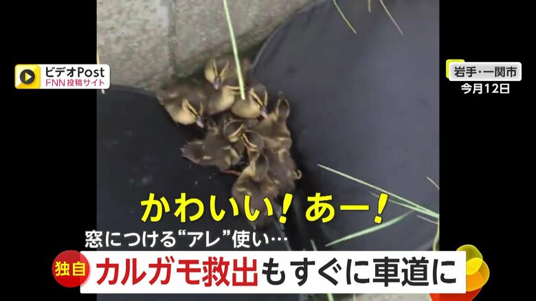 【独自】「ひかれないで！」側溝に落ちた7匹のカルガモ赤ちゃん　サンシェードで救出も親ガモと共に車道へ…　岩手・一ノ関市｜FNNプライムオンライン
