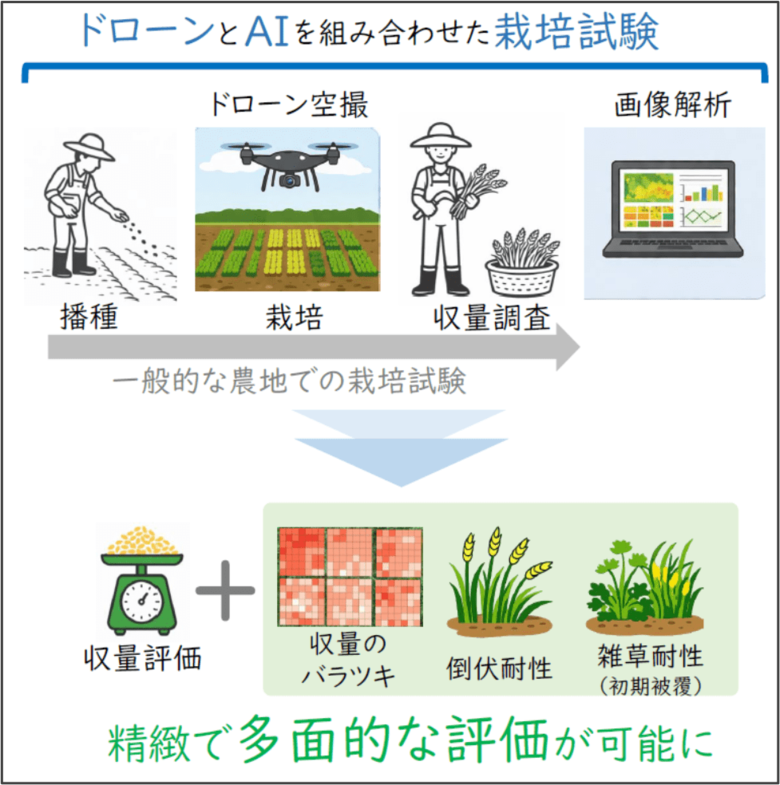 「収量」だけじゃない 様々な栽培特性を空から測る新たな枠組み―混植栽培の生産性・安定性・倒伏/雑草耐性を同時に評価―