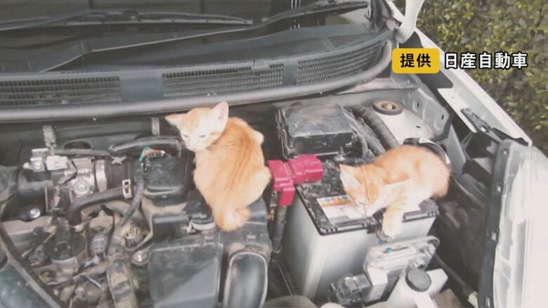 夏も「日陰で涼しい」と要注意…人と猫、互いを守る「猫バンバン」 取材したJAFはひと月で22件出動も｜FNNプライムオンライン