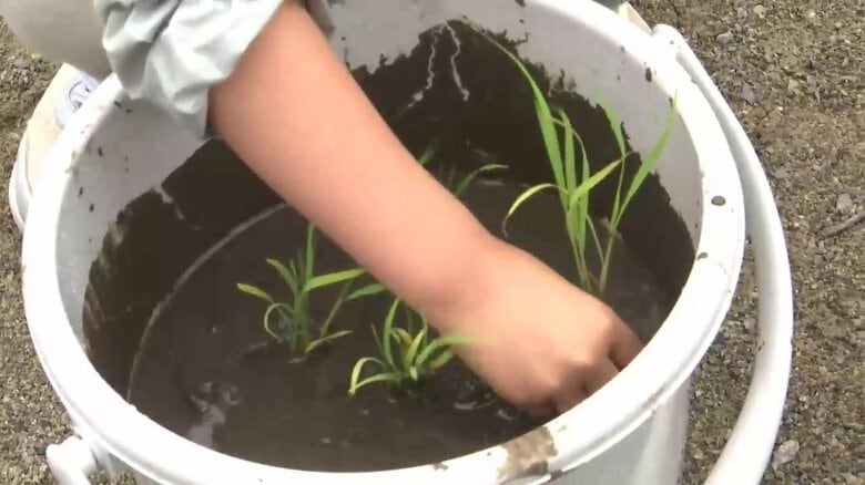 園児がバケツで“田植え”体験「ぐんぐん育って」9月ごろ収獲へ　岩手県久慈市　｜FNNプライムオンライン