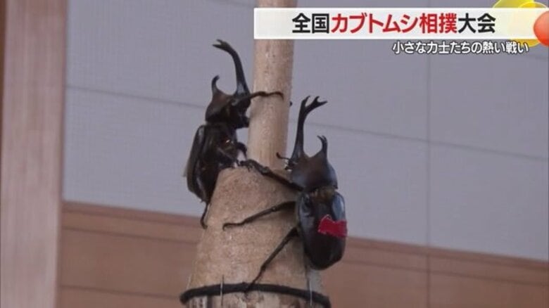 熱戦に一喜一憂「カブトムシ相撲大会」　小さな力士たちの熱い戦い　全国から500人が集結【山形発】｜FNNプライムオンライン