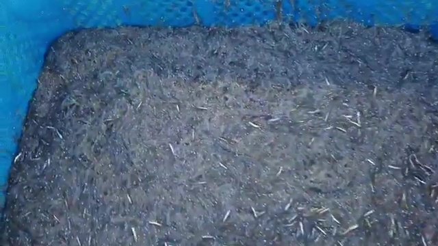 海洋放出から1カ月 価格変動は見られないが不安尽きない