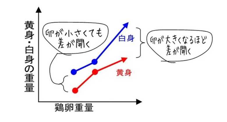 黄身・白身と鶏卵の重量はこのように推移(画像:小林ゴールドエッグ)