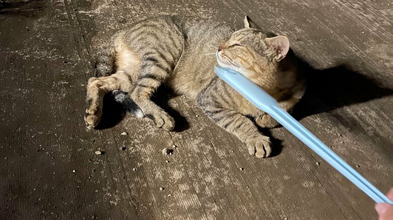 長い棒でなでる様子。この後に仲良くなったという