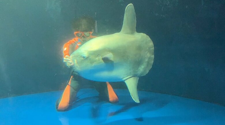 ダイバーが潜水にて給餌する様子（提供：サンシャイン水族館）