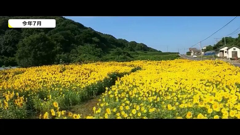 7月に一度満開となったヒマワリ畑