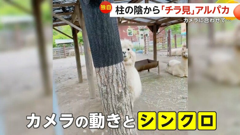 カメラの動きとシンクロして、柱の横からチラ見するエルシーちゃん