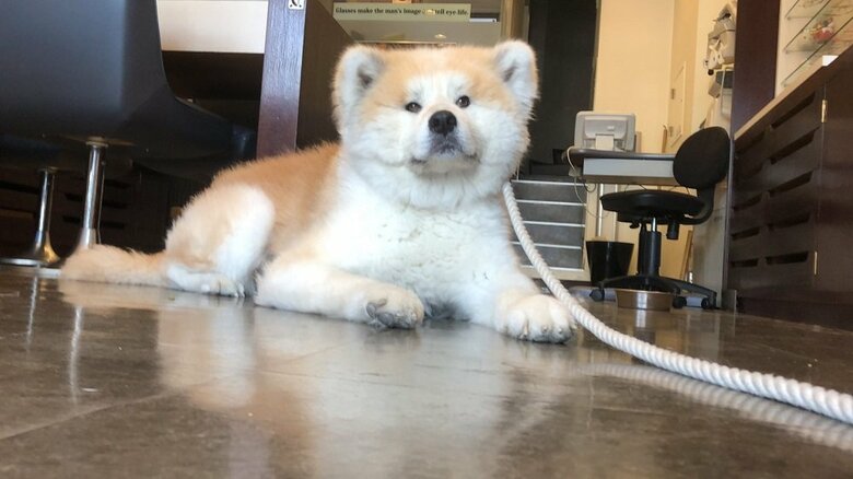 仕事場でのフェアリーちゃん