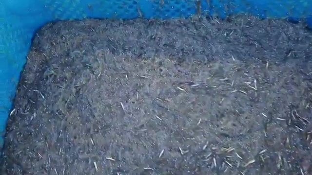 海洋放出から1カ月　価格変動は見られないが不安尽きない