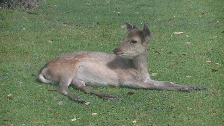 奈良公園周辺の二ホンジカ（提供：奈良⼥⼦⼤学・遊佐陽⼀教授）