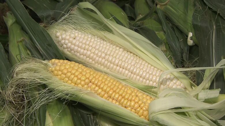 旬を迎えたトウモロコシも価格が安く