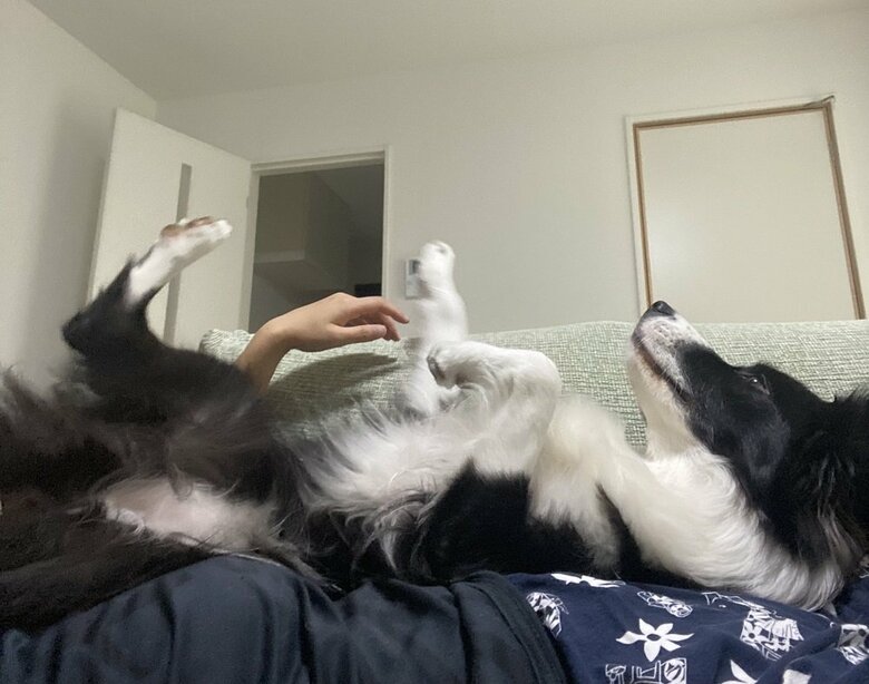 ソファで寝る飼い主さんへダイブ！