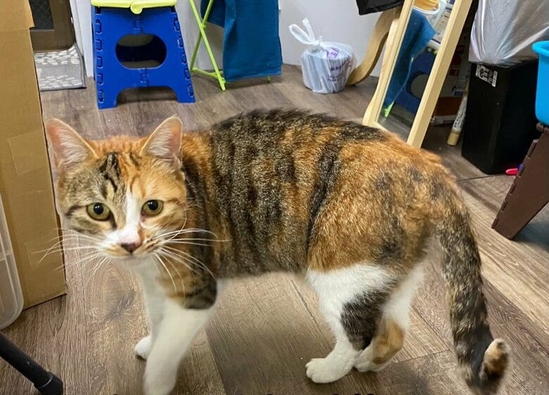 店に迷い込んできた当時のかみちゃん