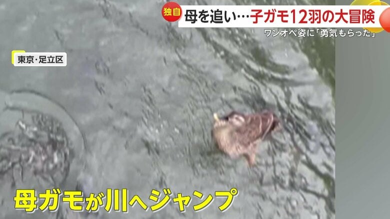 先に川に降りてしまった母ガモ（FNN投稿サイト「ビデオPost」）