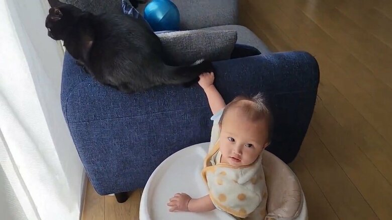 提供：仔猫を拾ったので