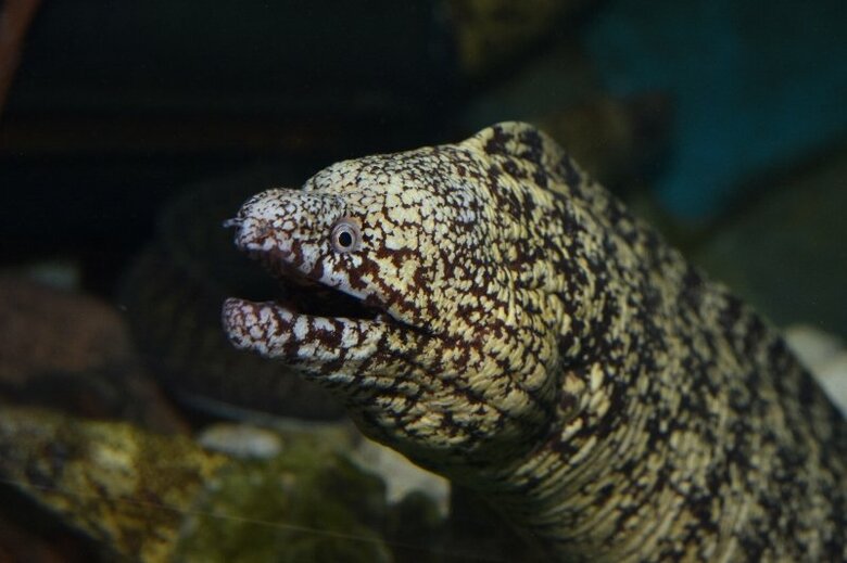 ウツボ（提供：すさみ町立エビとカニの水族館）