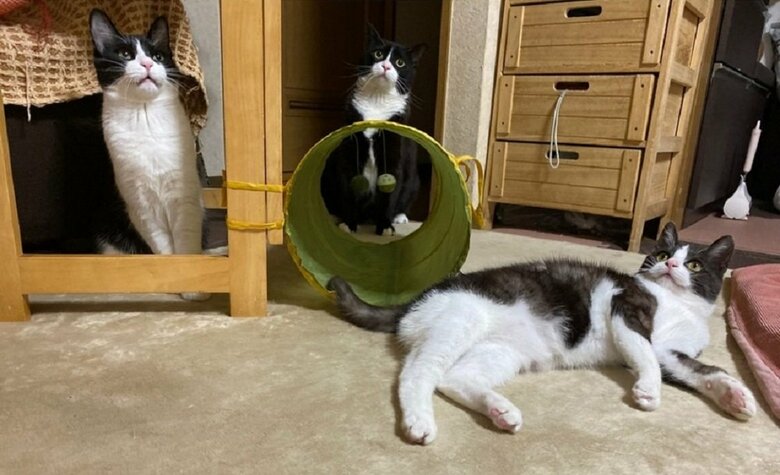 上に何かいる？（左から静ちゃん、凛くん、空くん）