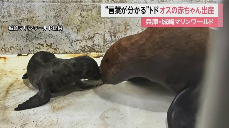 ハマちゃんは秋ごろまではショーを休み、バックヤードで赤ちゃんとともに見守られる