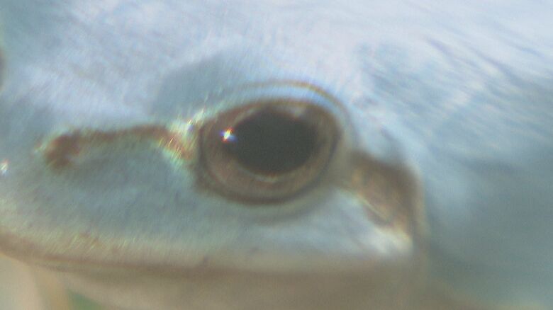 ぎょろりとした目の生き物は…