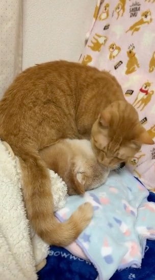 エンくんがシニアになってからのちまきくん（提供：エンとちぃさん）