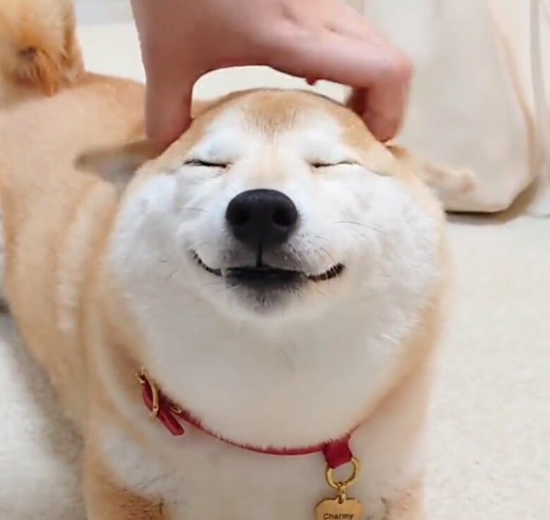 提供：柴犬チャーミーさん