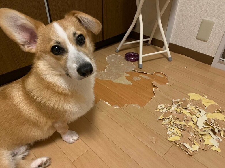 「床剥がし」をしちゃった時の銀太くん
