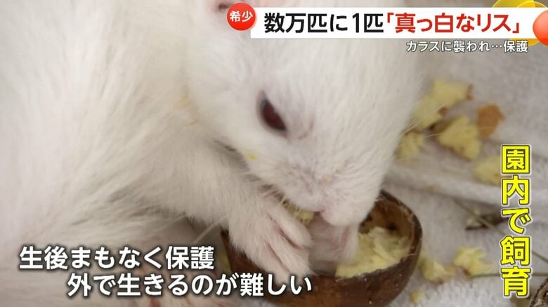 白いリスは数万匹に1匹の確率とされる