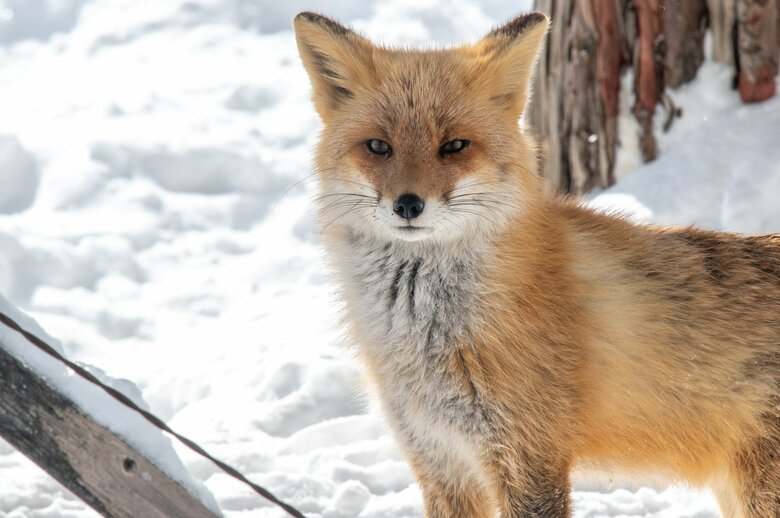 イメージ（キツネ）