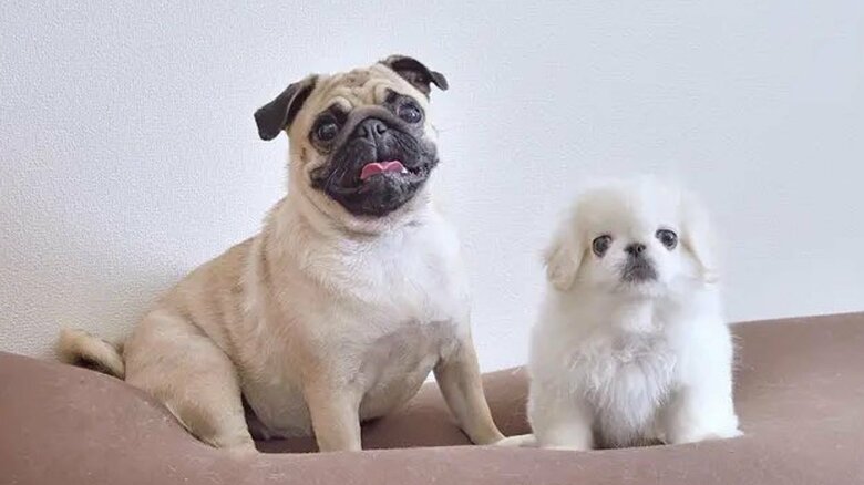 横綱ちゃんと小結ちゃん