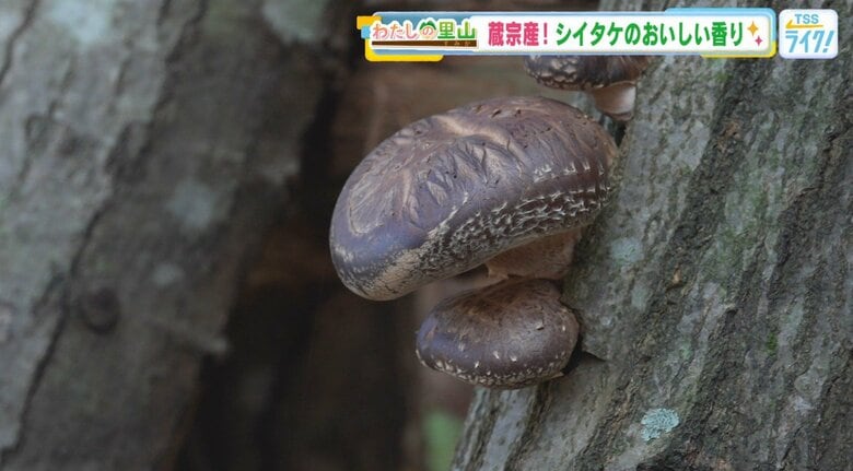 原木椎茸