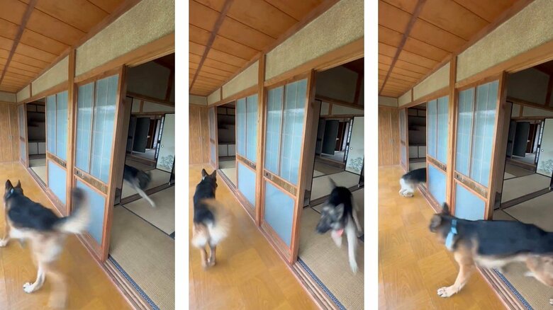 赤いスカーフがTOBIくん、青いスカーフがBOBIくん