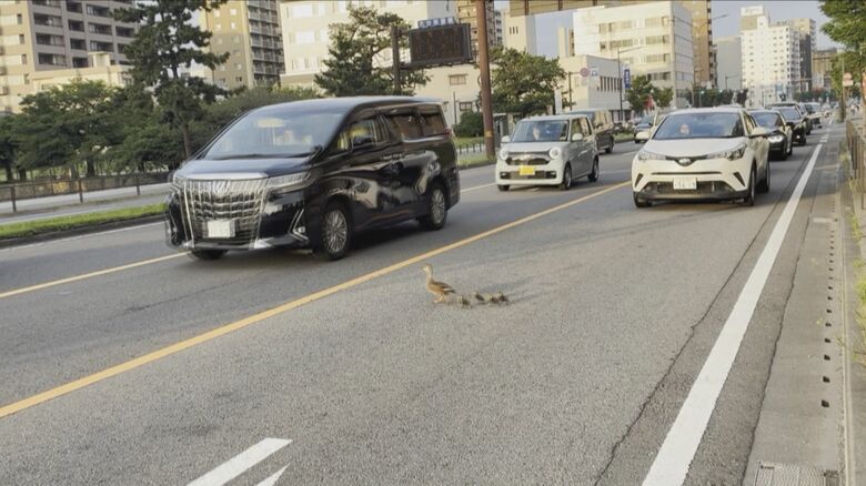 国道を渡るカルガモ親子