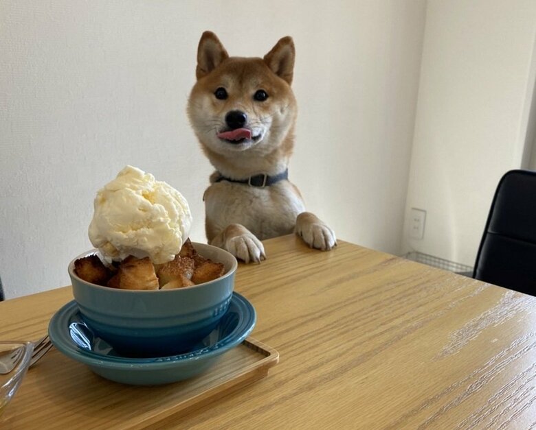 初めてのドッグカフェでも食べ物があれば、そちらに夢中