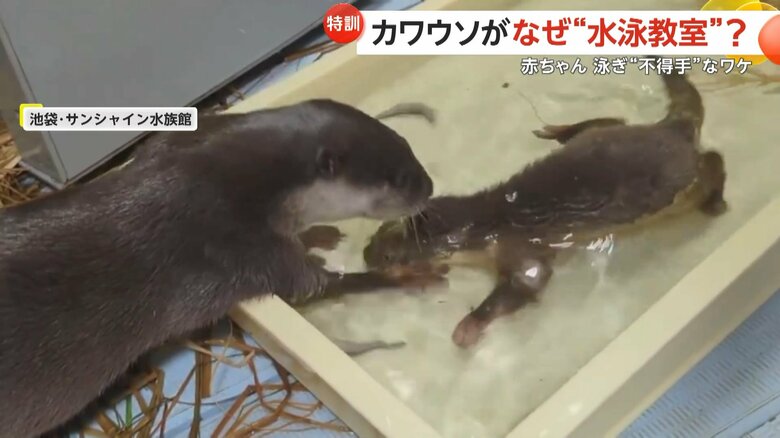 水に顔を沈めた子どもを心配し、手で赤ちゃんの顔を引き上げるコツメカワウソの様子（3）