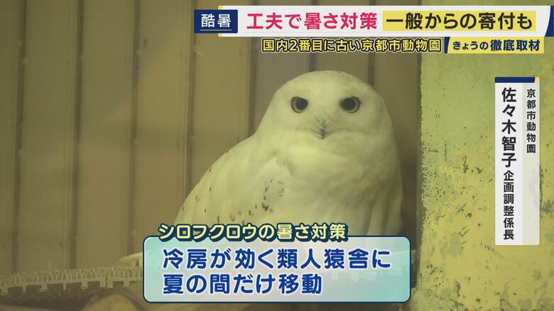 夏の暑さが苦手なシロフクロウ