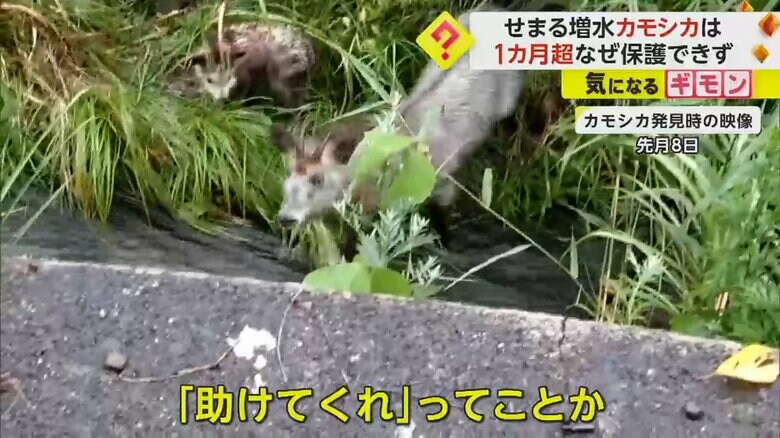 親のカモシカがカメラの方を向いている
