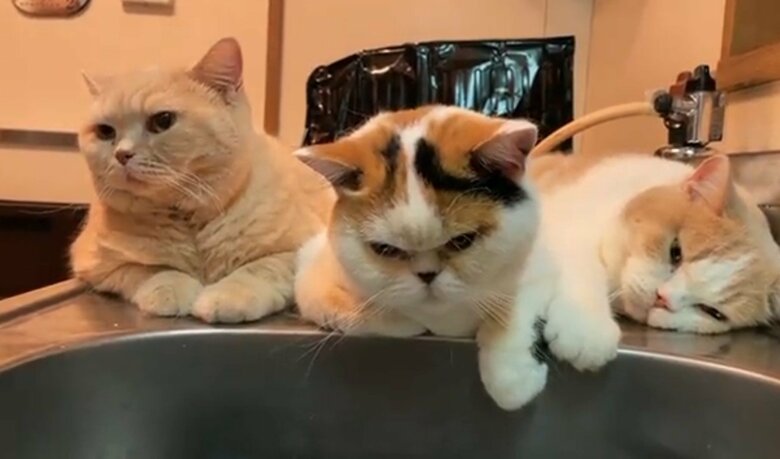 左からみかん、あんみつ、てんぷら（提供：みかんとじろうさんちさん）