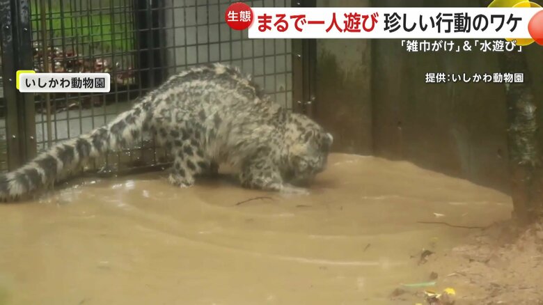 飼育員によると石を転がして遊んでいるのだというユキヒョウ