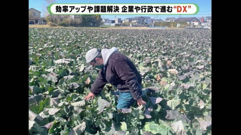 従来は生育状況を見回り（提供：アイファーム）