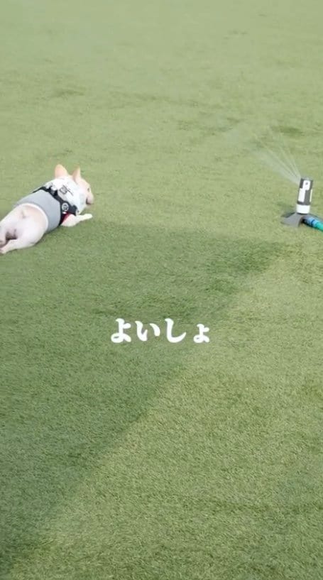 提供：むぎさん