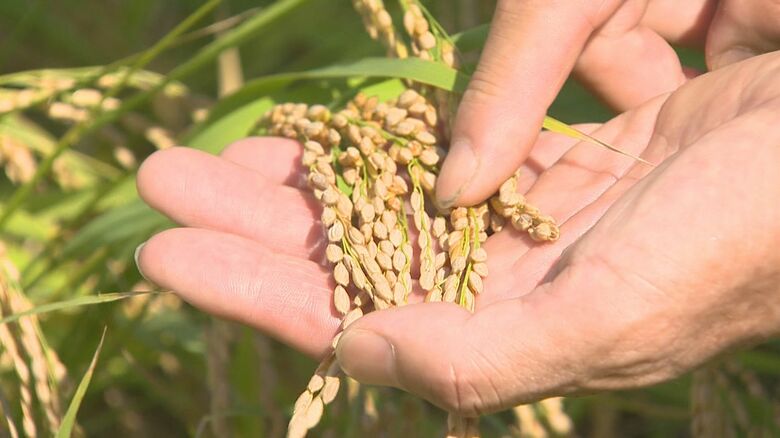 水不足乗り越え無事収穫の時期迎える