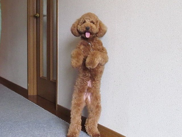 前足をあげてポーズ（11カ月の頃）