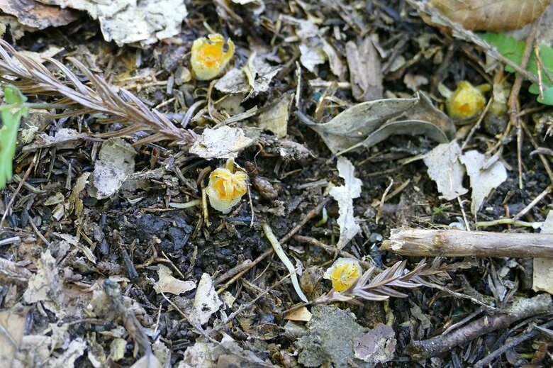 自生地で撮影したコウベタヌキノショクダイ（画像提供：神戸大 末次健司教授）