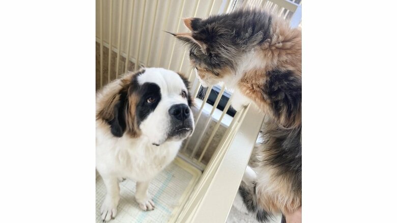 抱っこされてサークルの上からのぞくのが好きなノエルちゃん