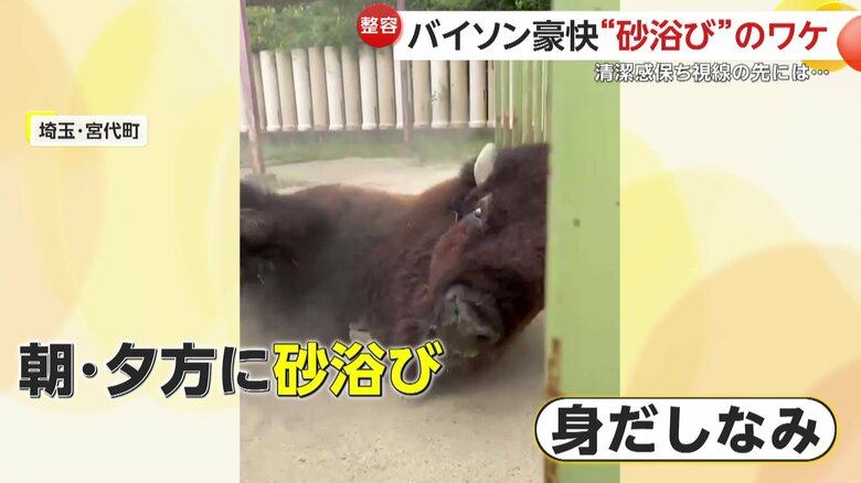 1日で朝と夕方の2回ほど砂浴びするスティンガーくん