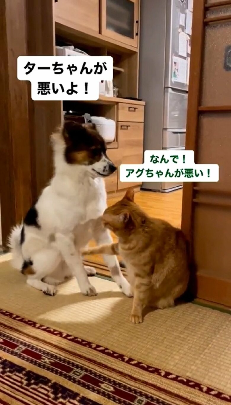 「なんで！アグちゃんが悪い！」