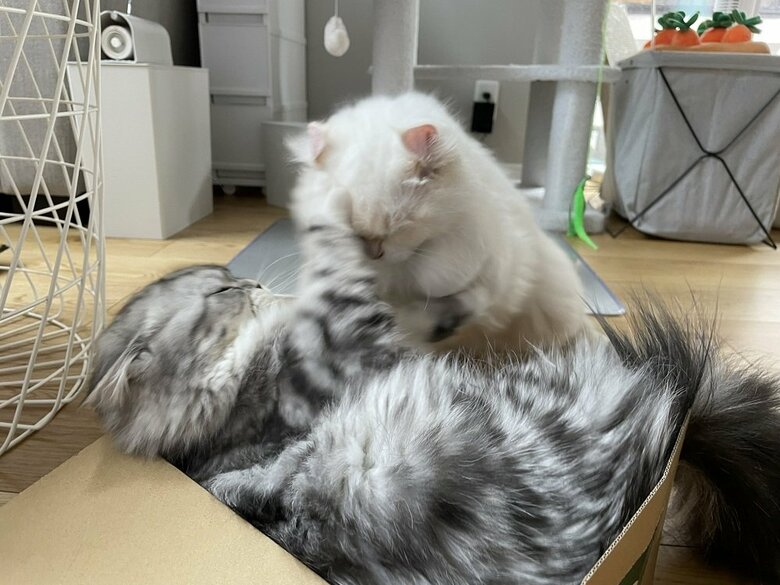 ダンボールの取り合いをするくらい仲良し（こゆきちゃんとおこめちゃん）