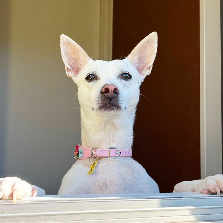 提供：柴犬ハル&雑種すずさん